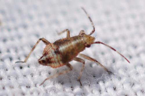 Réf. 324 694 : Deraeocoris flavilinea